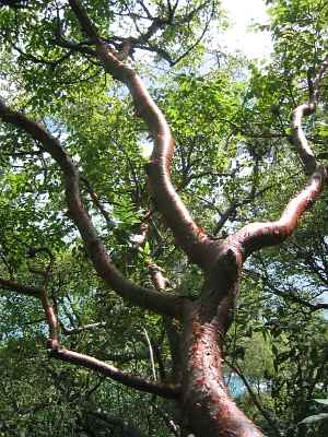 copal tree