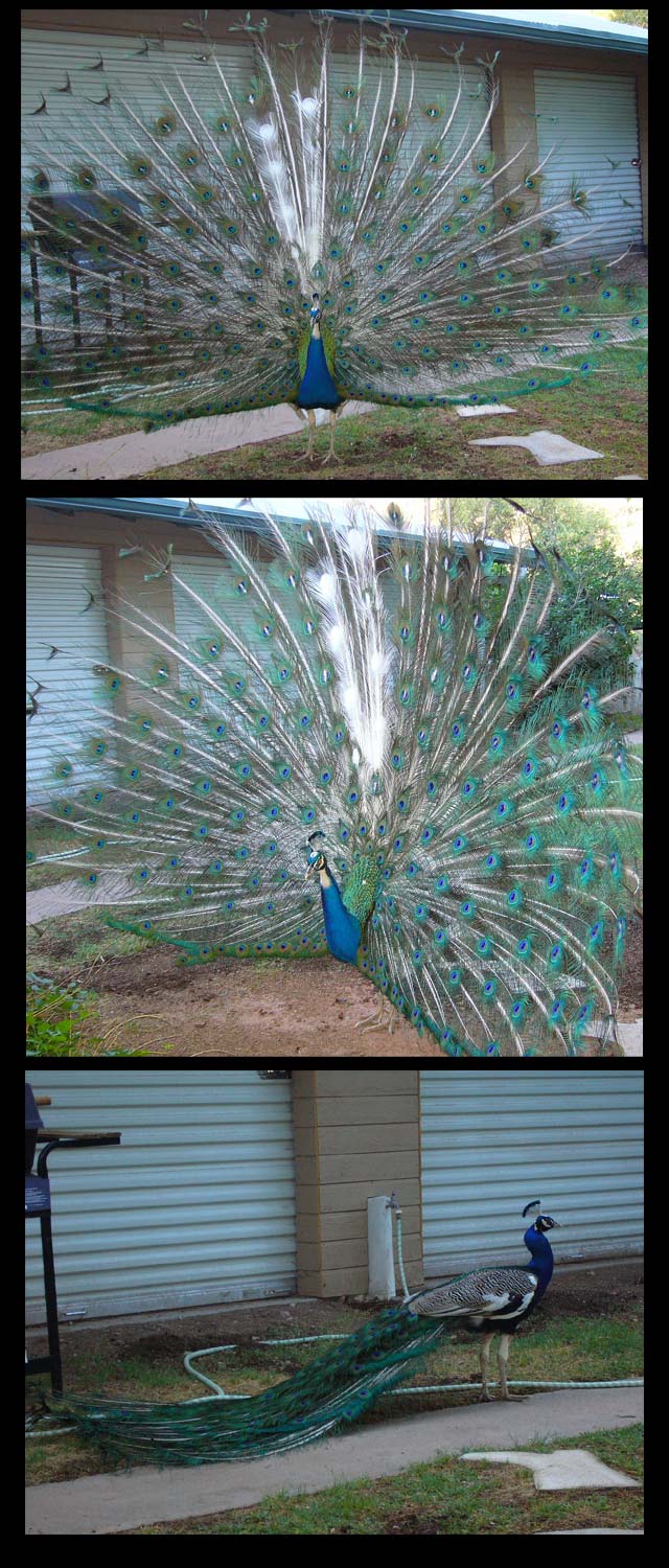 Matty Peacocks