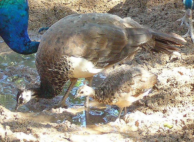 baby Peahen