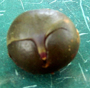 Ramon Seeds